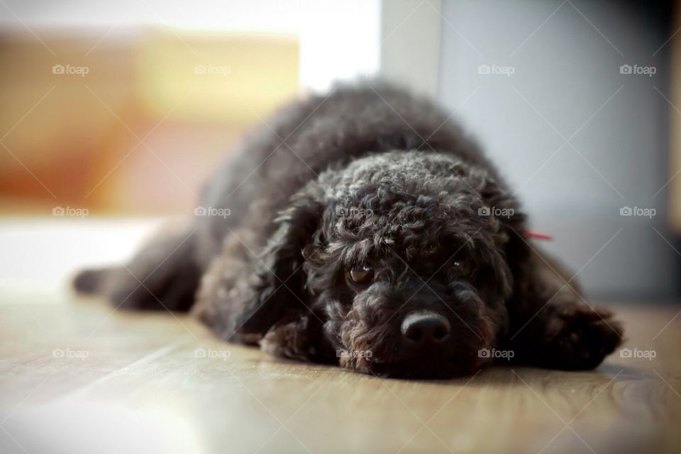 black dog best friend poodle by brucequ404
