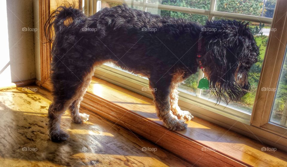 Cute Dog on Window Ledge