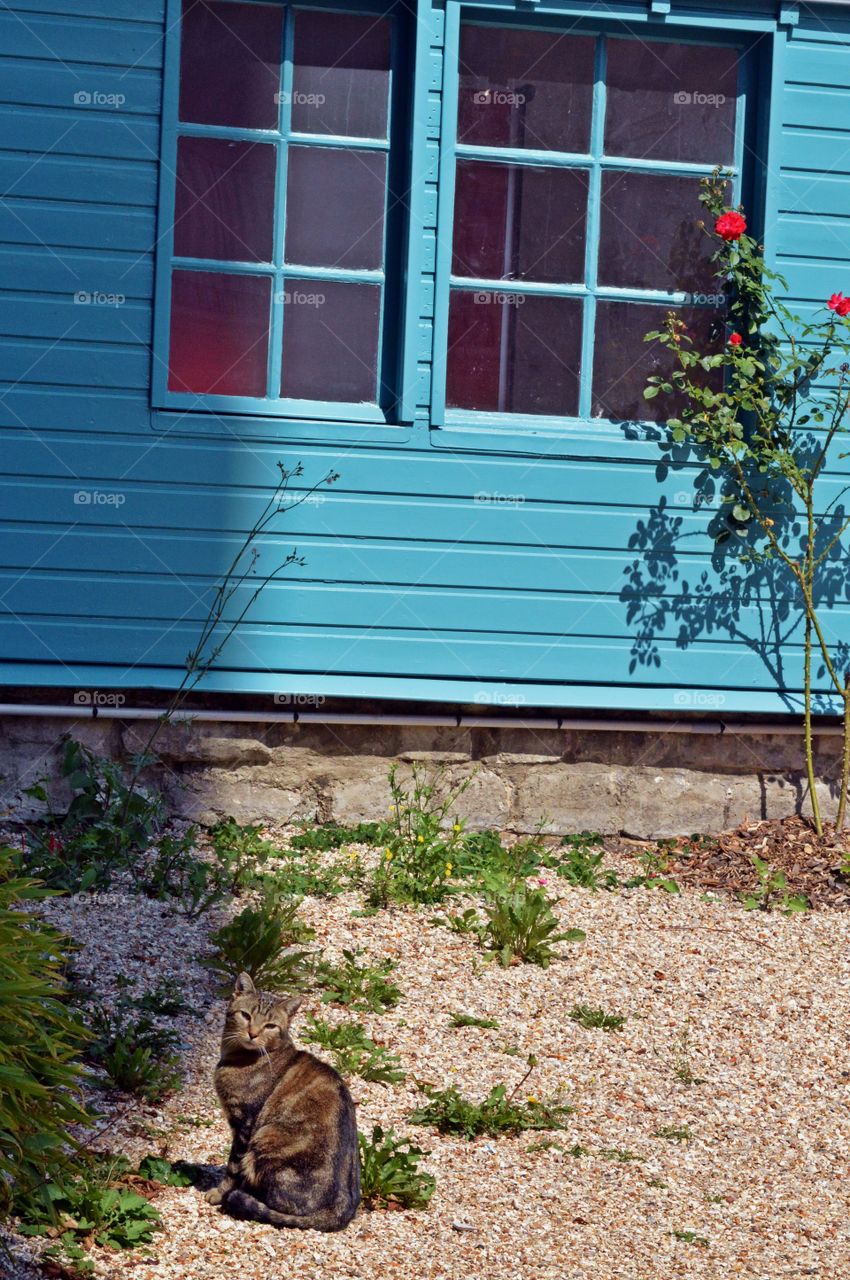 Una cada colorida con un gato guardián 