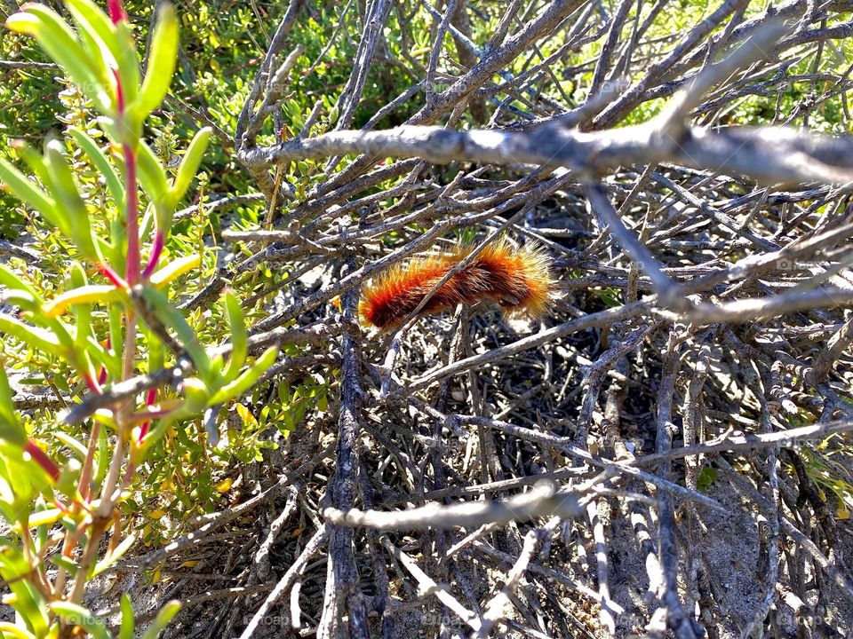 Worm in bush