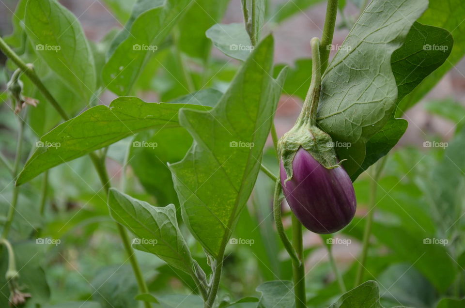 vegetables