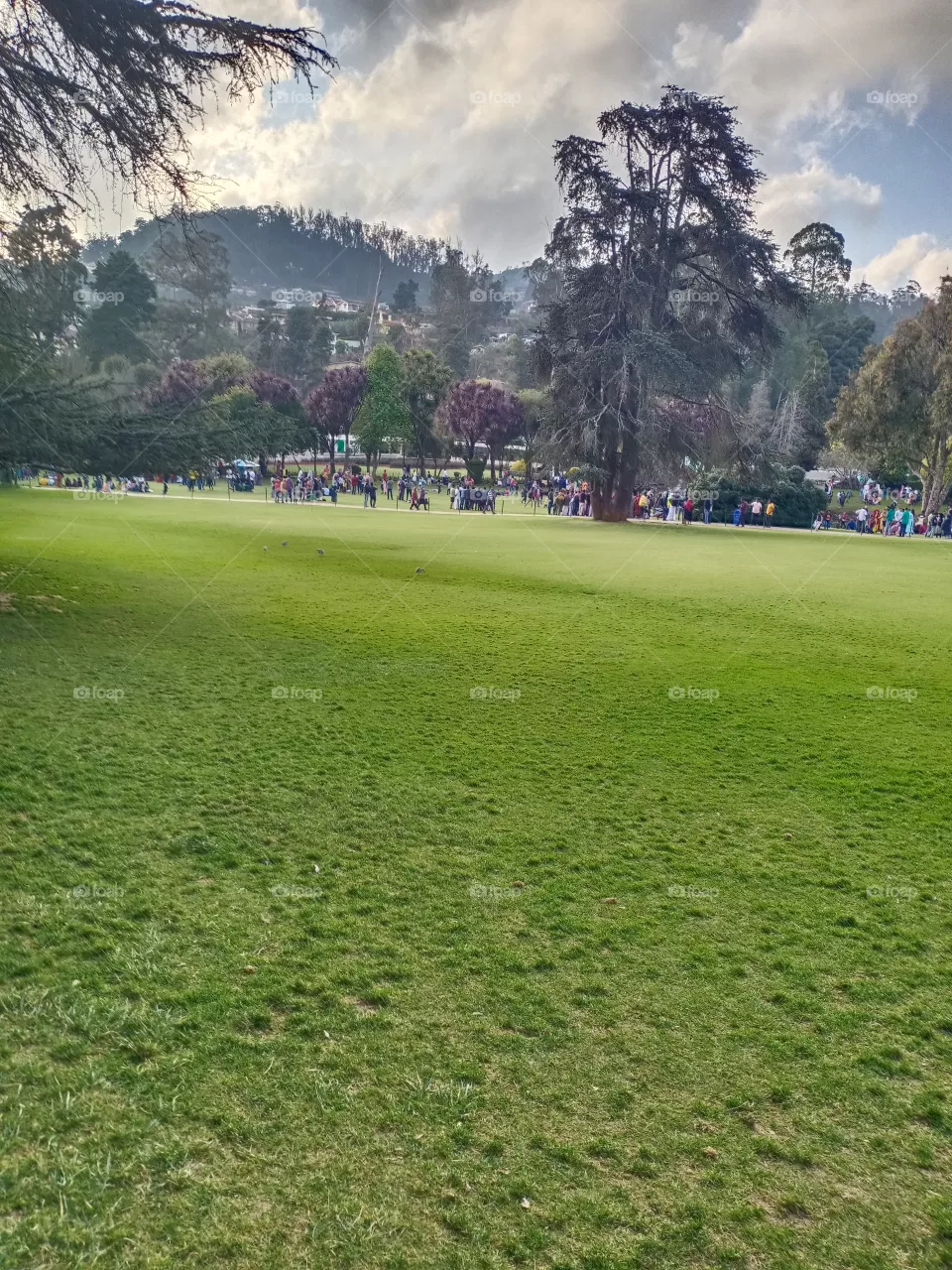 grass