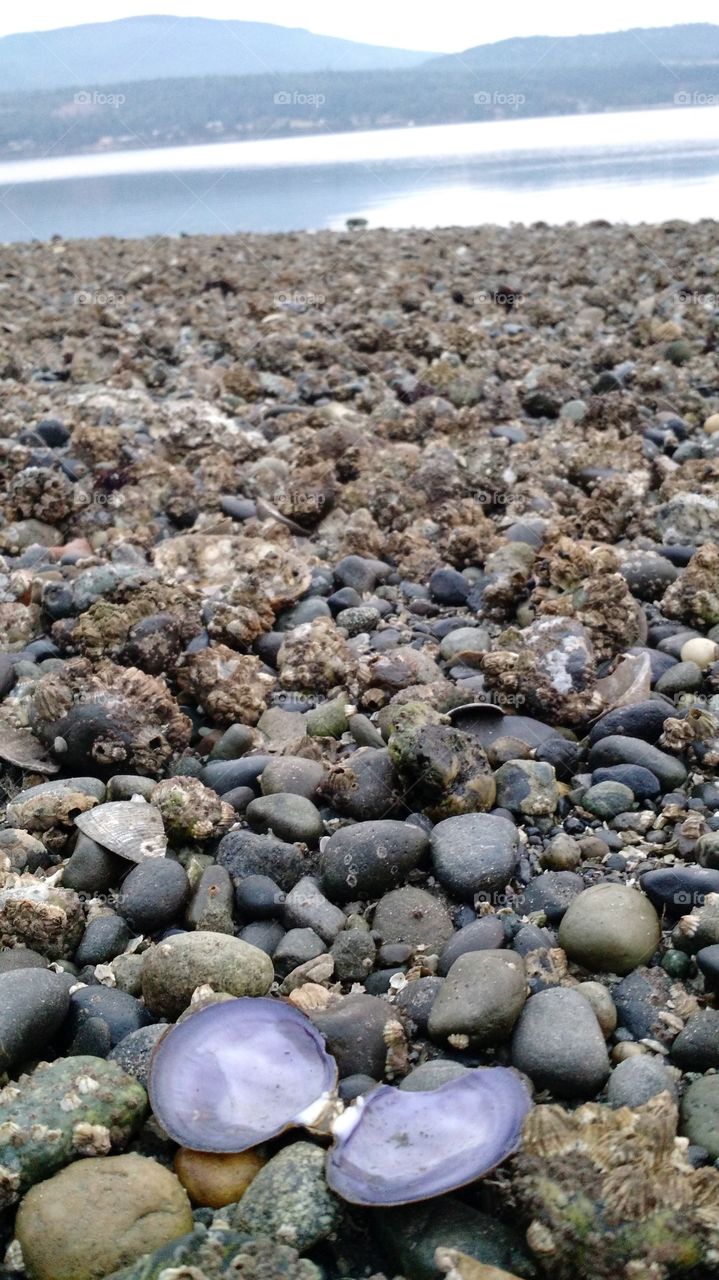 low tide in Sequim Wa. clams