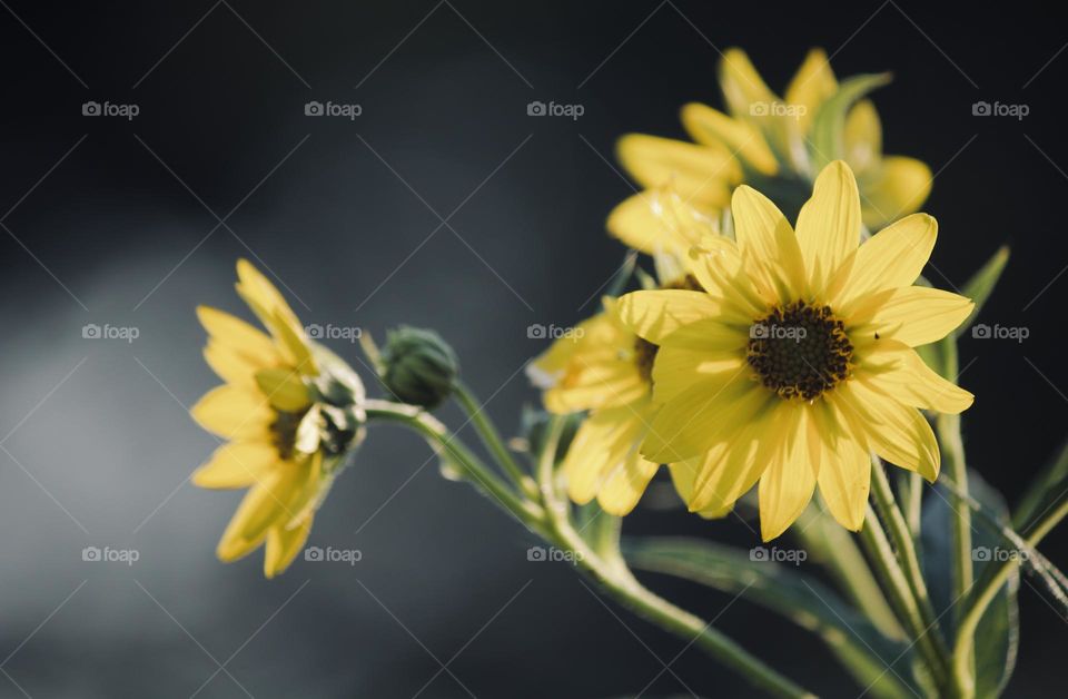 Yellow flowers