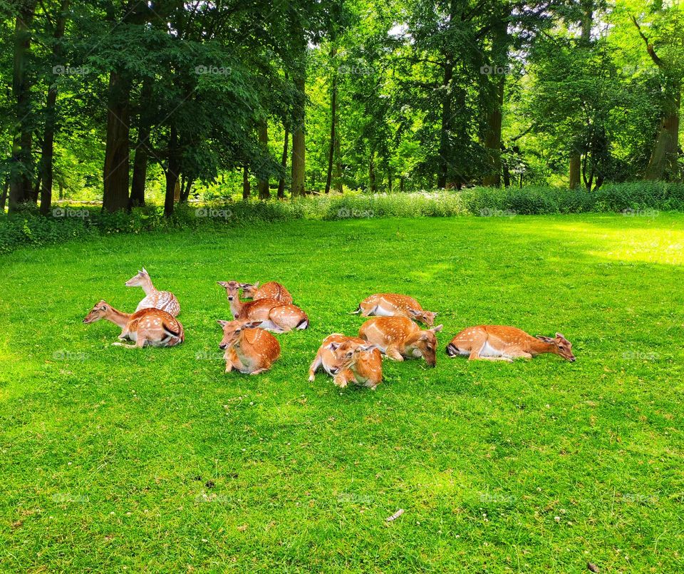 A photo of laying fawns on the bright green grass in the summer in a national park