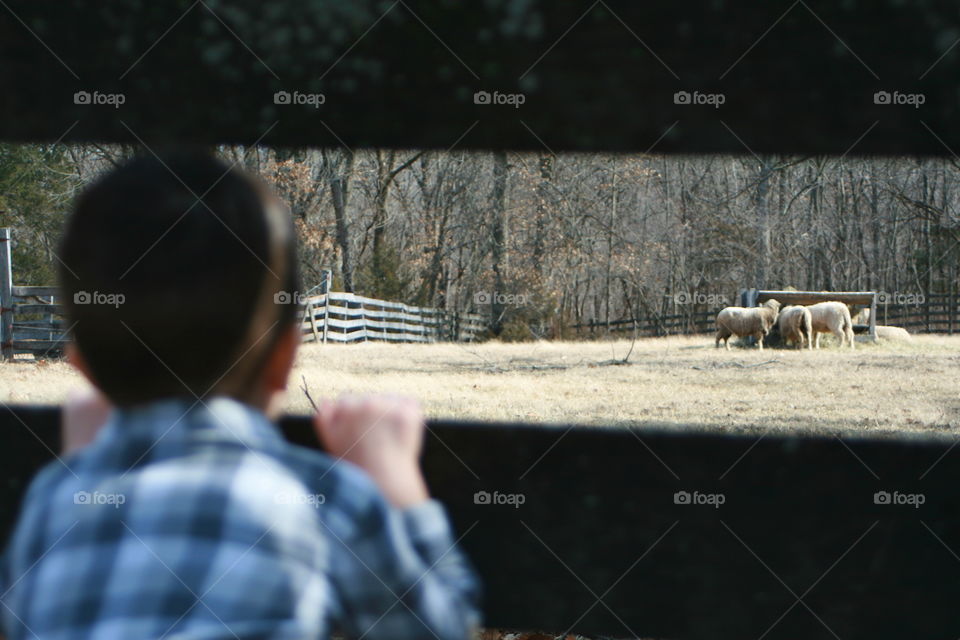 Watching the Sheep