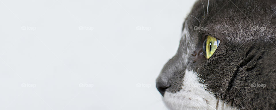 Super close up profile view of cat's eyeball and furry face