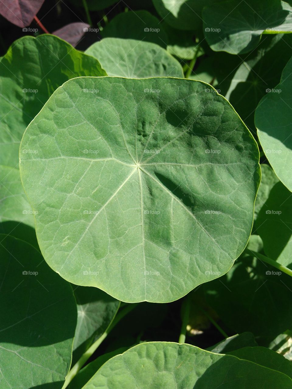 round green leaves