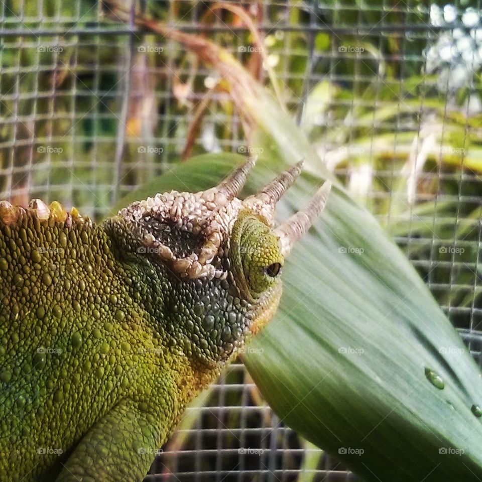Jackson the Chameleon. This guy was hiding well inside his little home at the Huli Chicken place near where I live. He is staring at you even though he is facing away!