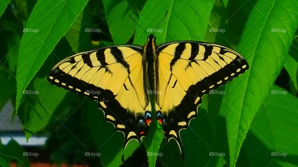 beautiful butterfly