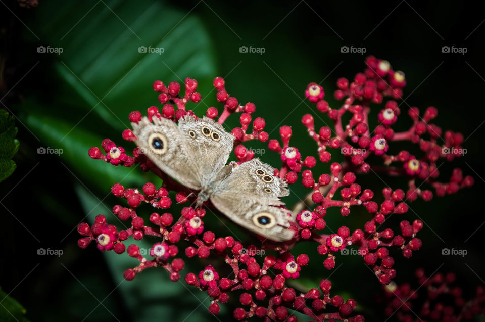 butterflies fly away