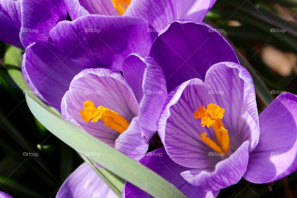 Purple Spring Crocus 1