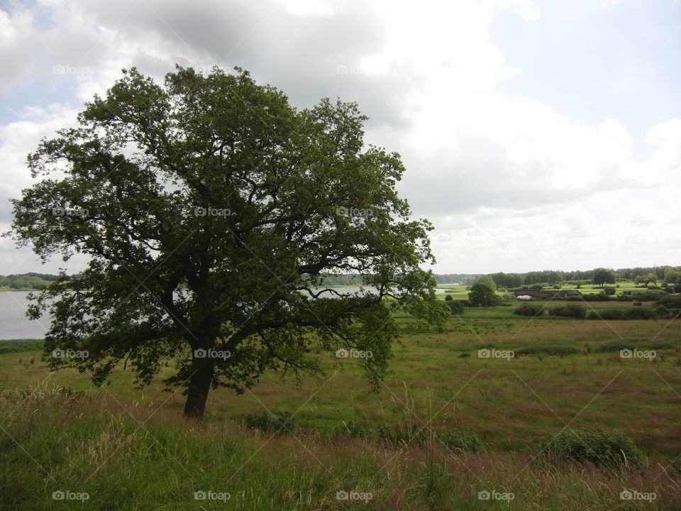 Tree at Haithabu