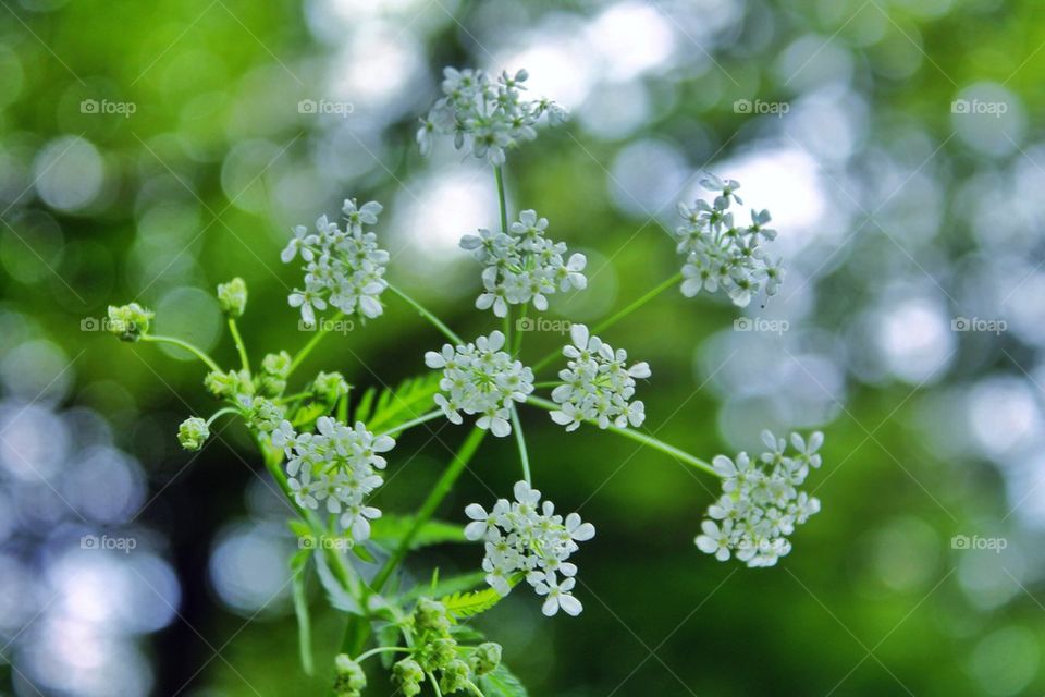 Close-up of wild flowers