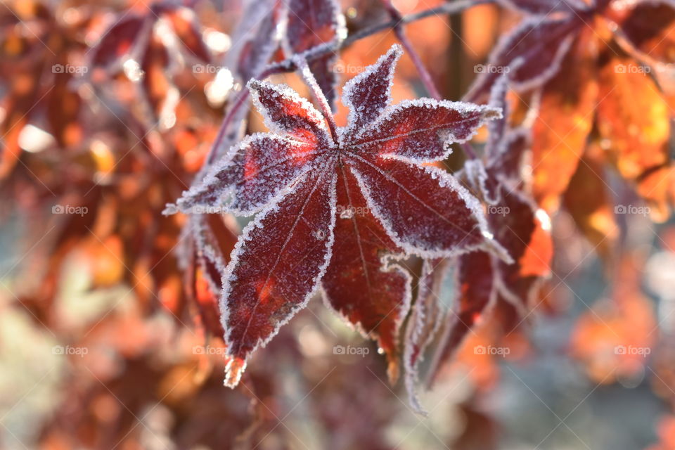 frosty Japanese maple leaf