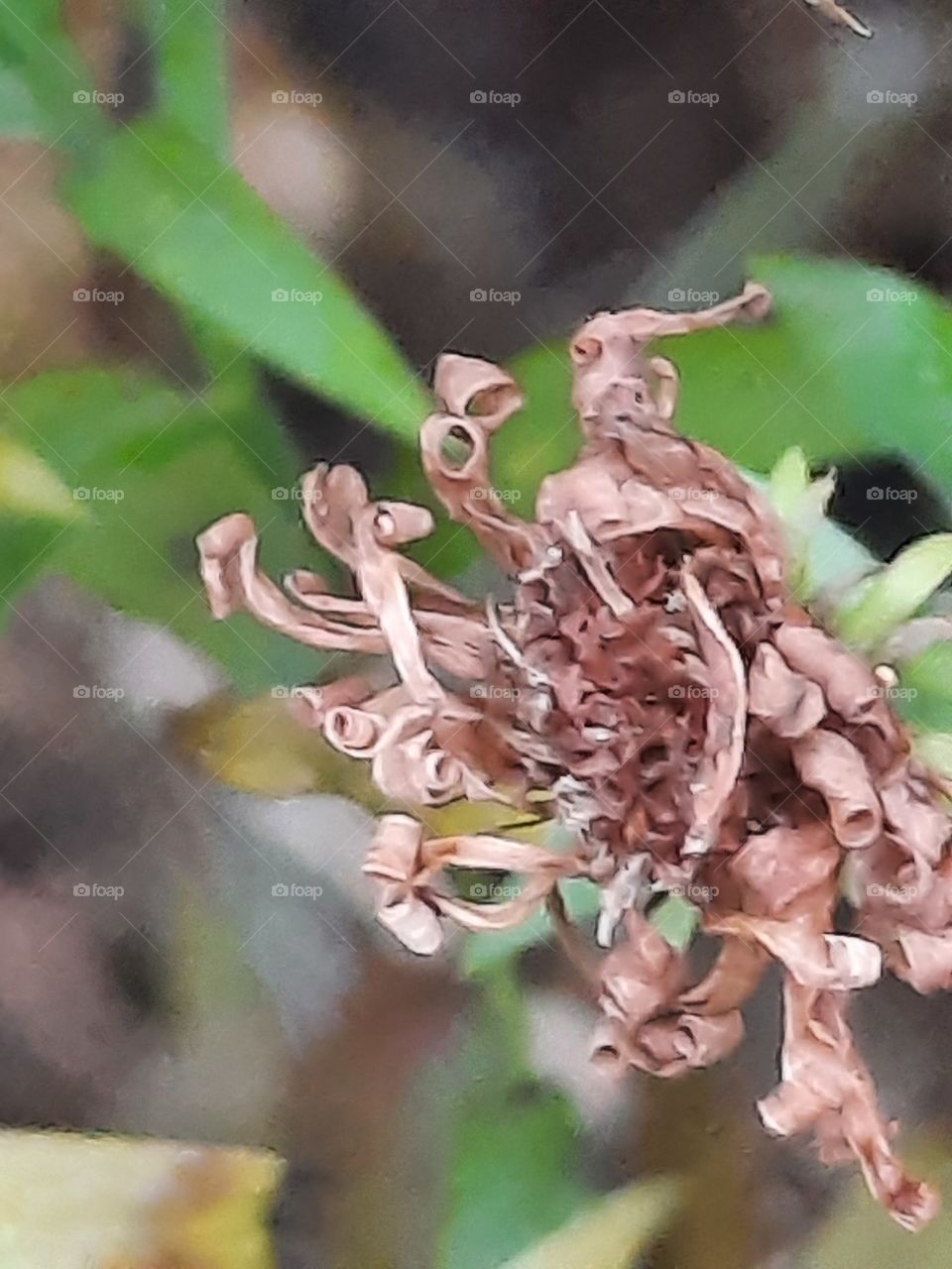 autumn  garden  - dried flowey of blue aster