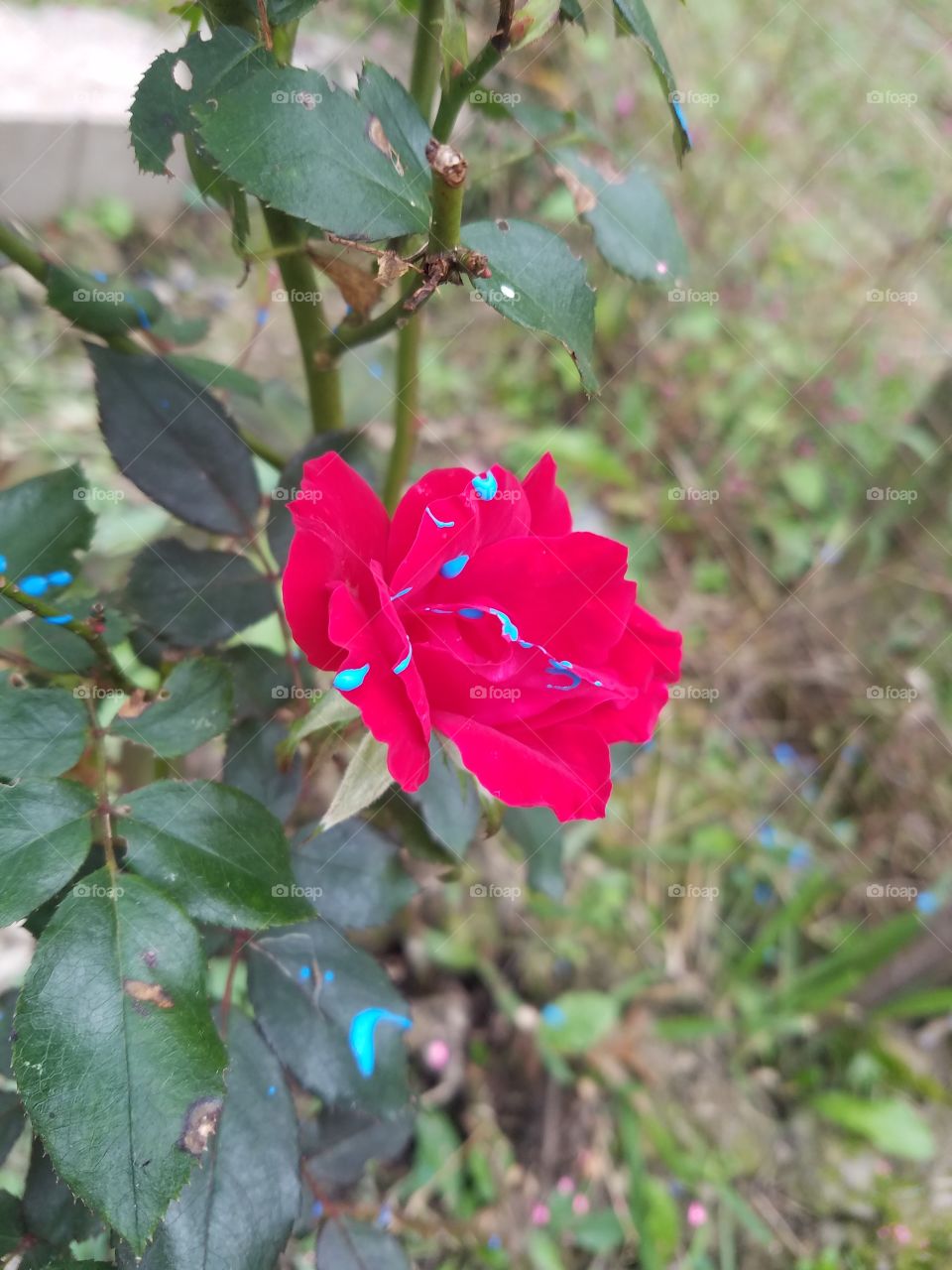 Blue Paint on Rose