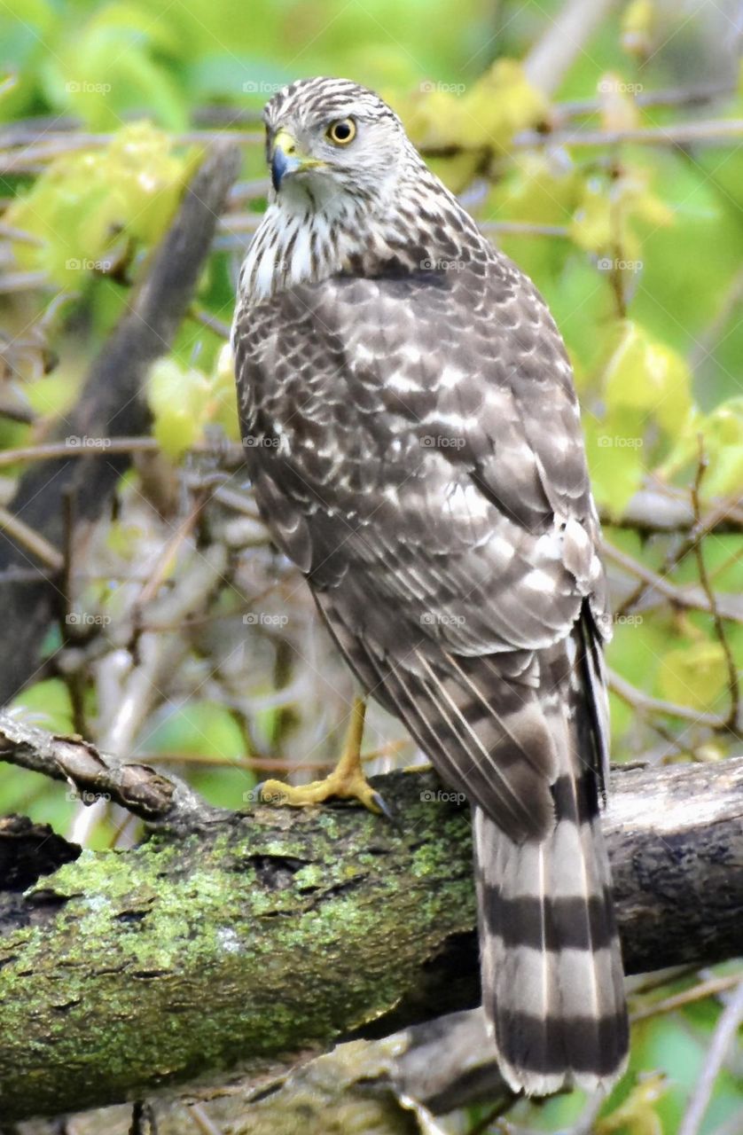 Hawk in the forest