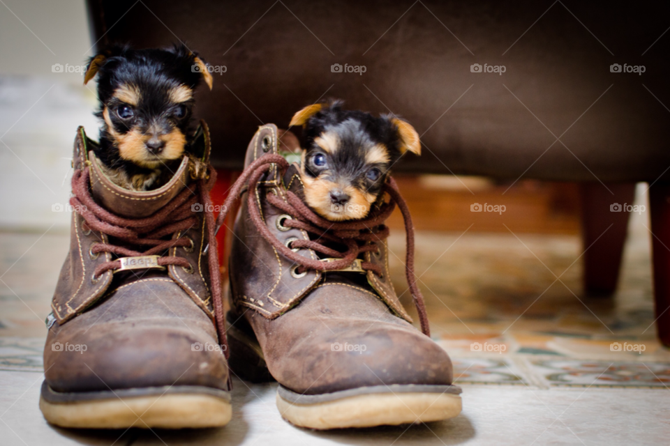 baby puppy boots calendar by gus_alvarez