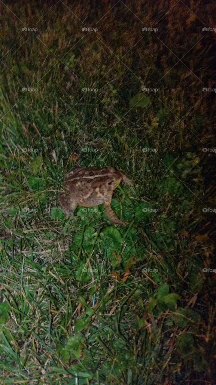 Toad At Night