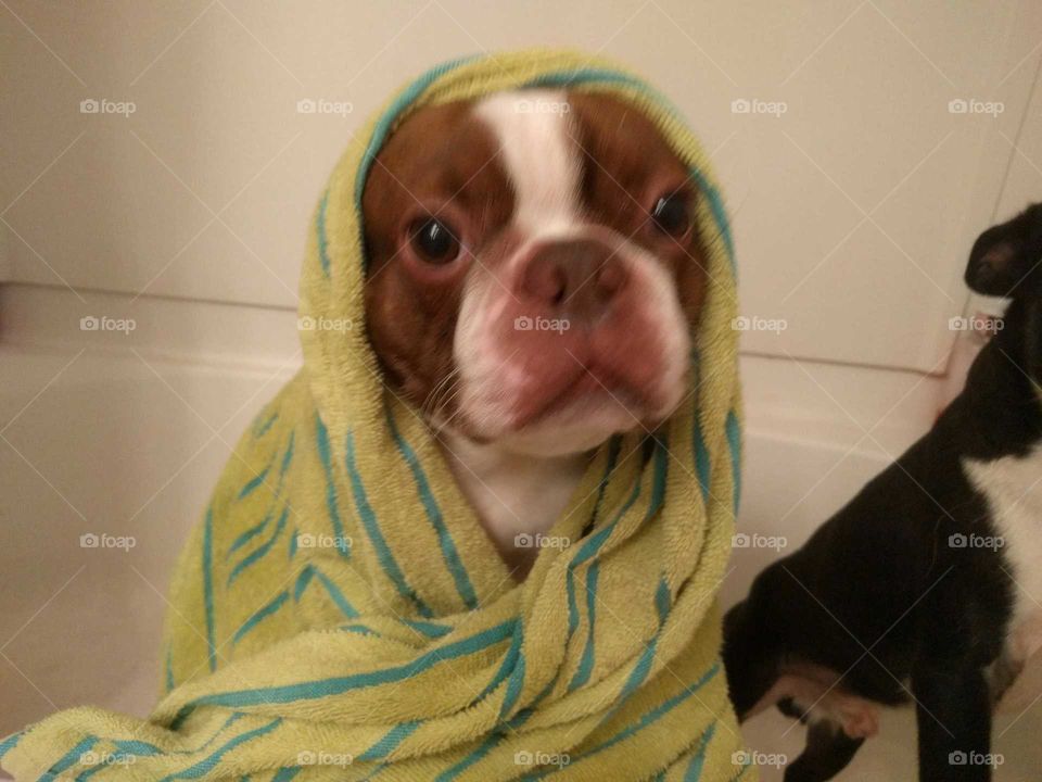 Bath Time Pup
