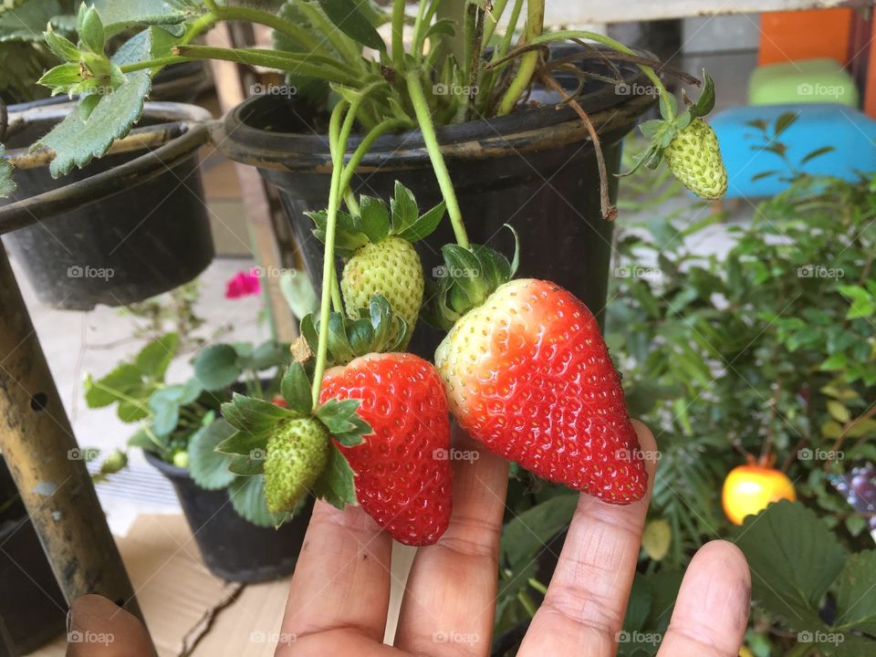 Strawberries