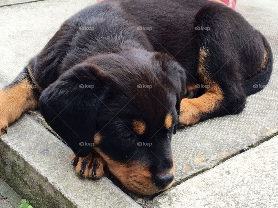 Lazy Rottweiler puppy