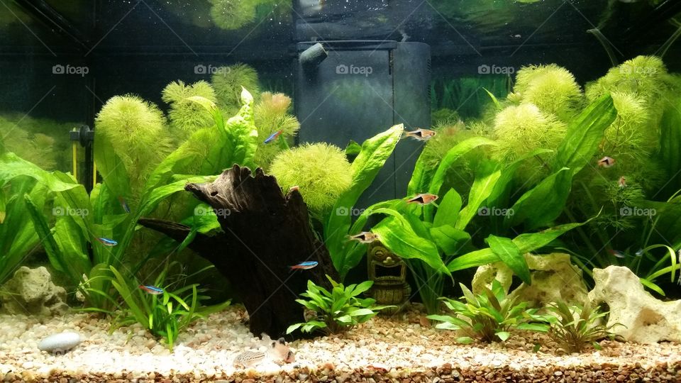 My aquarium