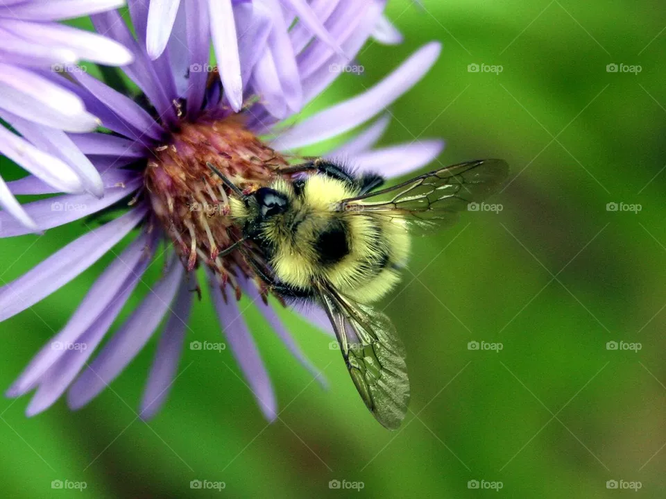 Pollen Hog