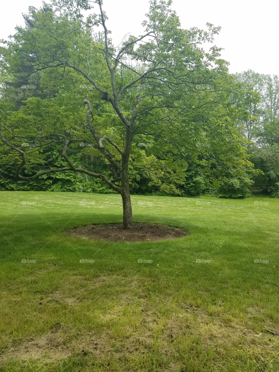 Landscape, Tree, Environment, Grass, Nature