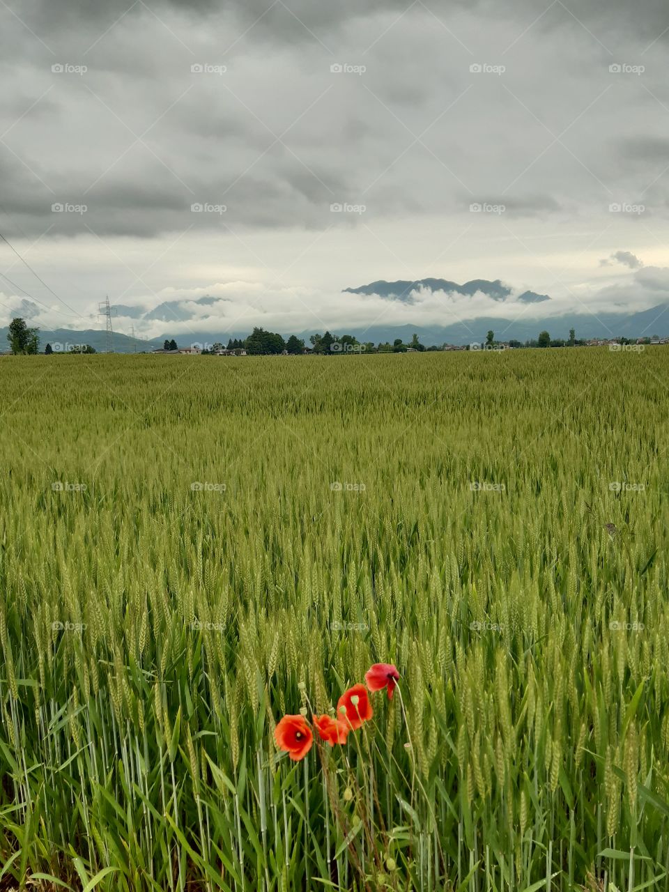 poppies in the green field