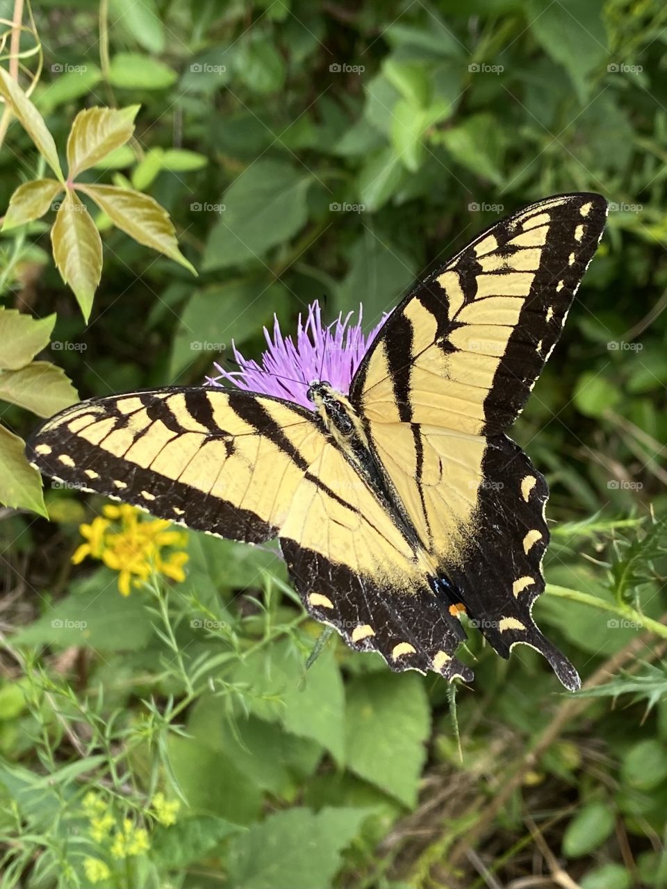 Butterfly on a flower