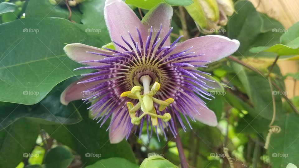 Beautiful flowers in bloom