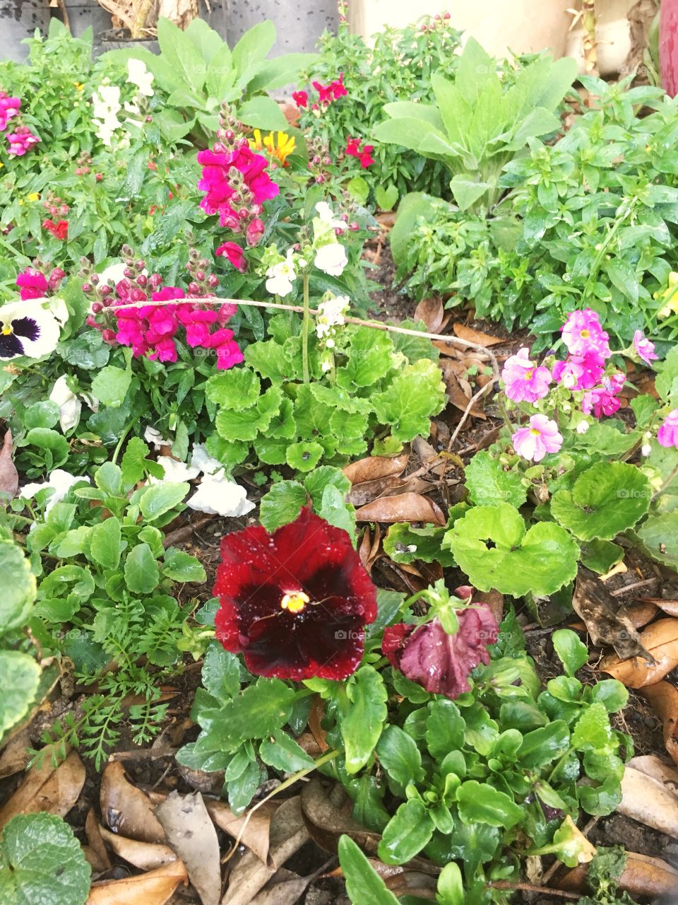 Ermosas flores de varios colores 