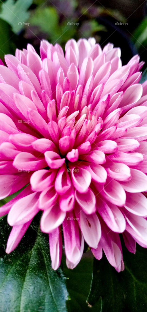 The element of soft color!