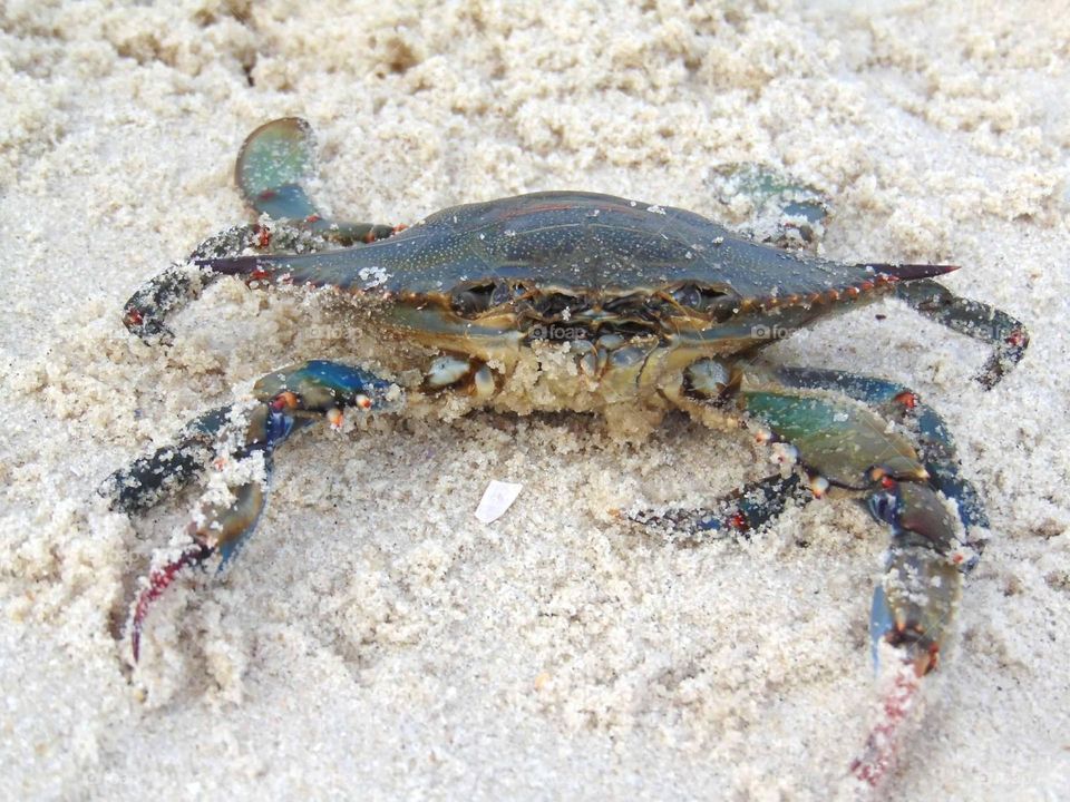 Crab