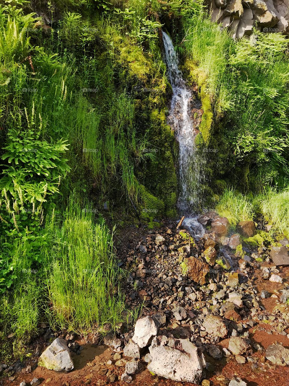 Runoff from a rugged mountain with lush ferns and other greenery form a beautiful little creek in Western Oregon on a sunny summer morning.