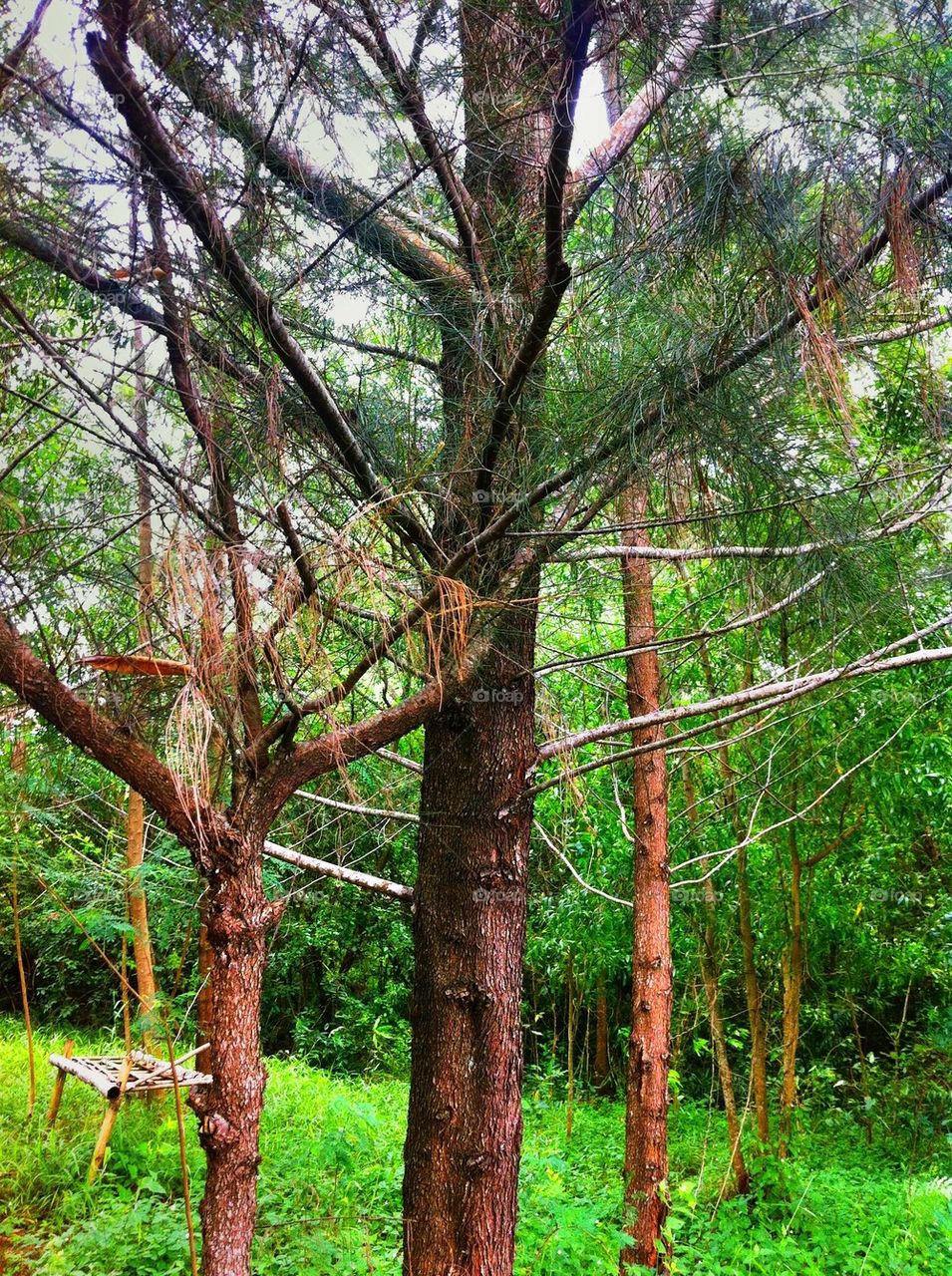 She oaks or casuarina.