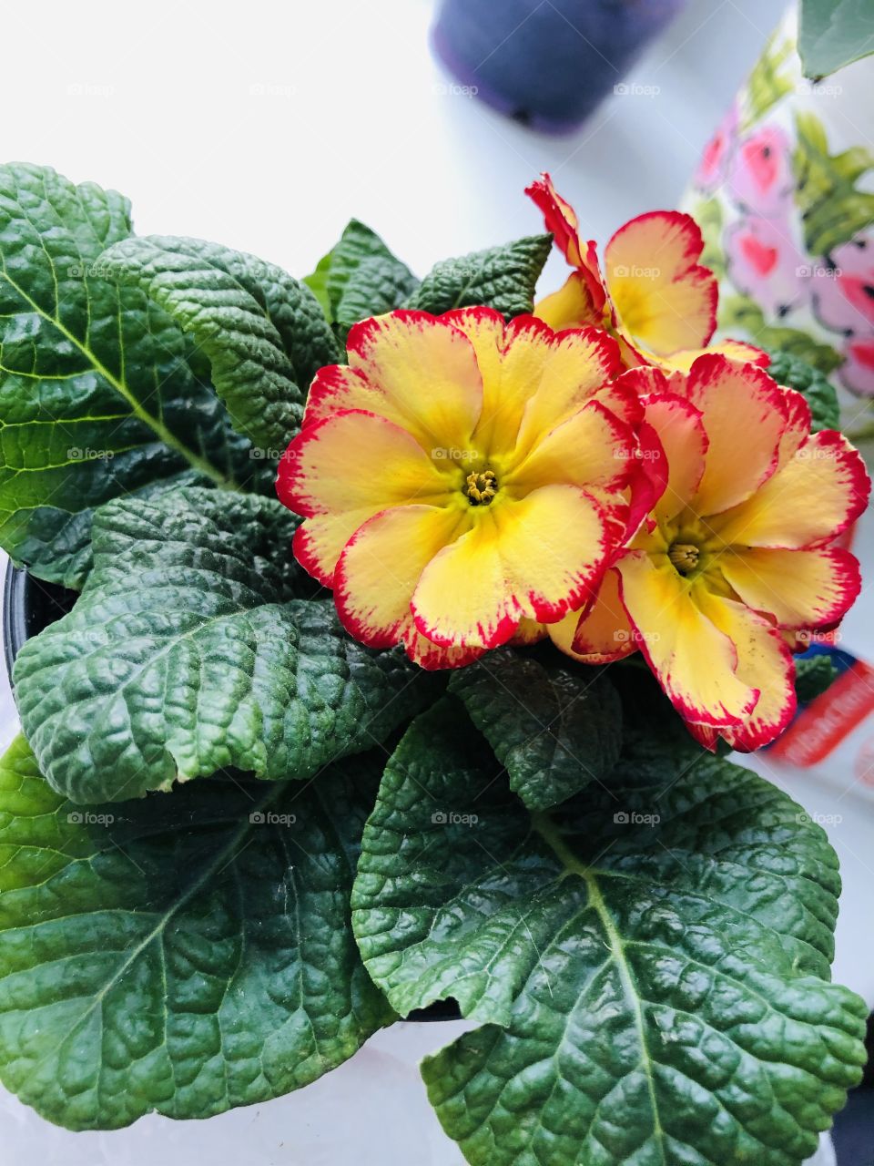 Цветочек яркий 