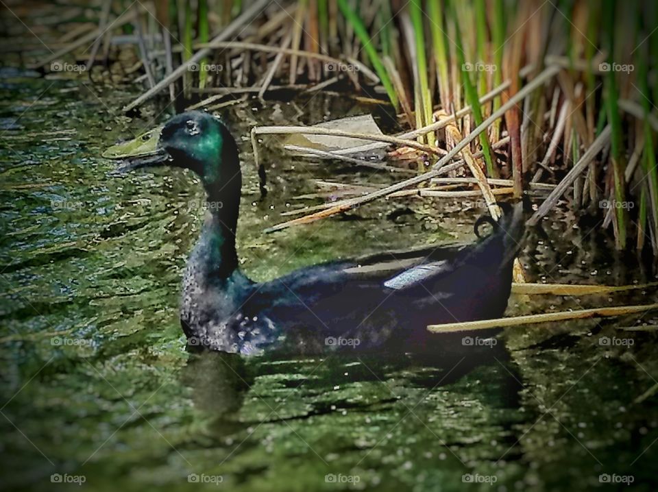 mallatd duck in pond