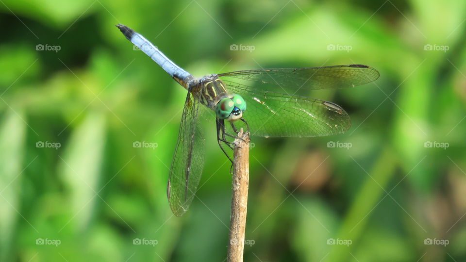 Blue dragonfly