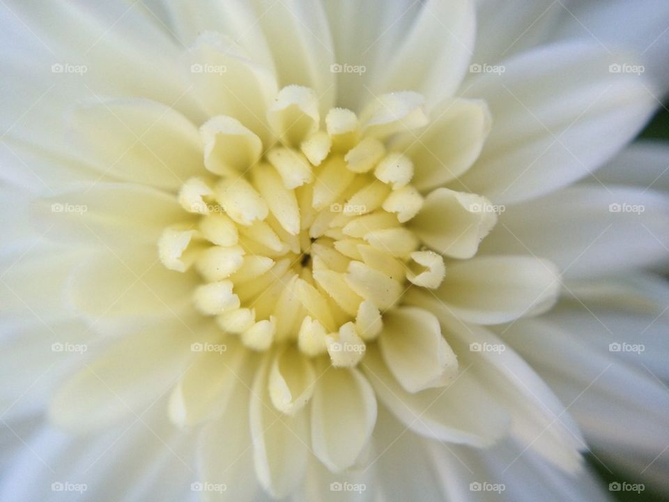 Chrysanthemum 