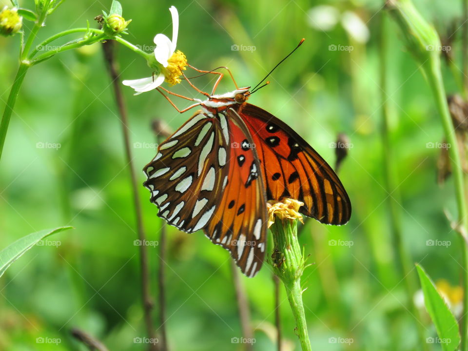 gulf fritillary