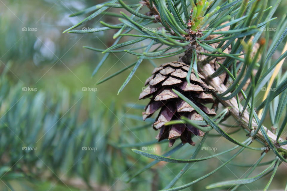 Pine cone