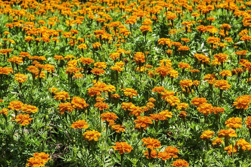 Beautiful orange flowers with green leaf