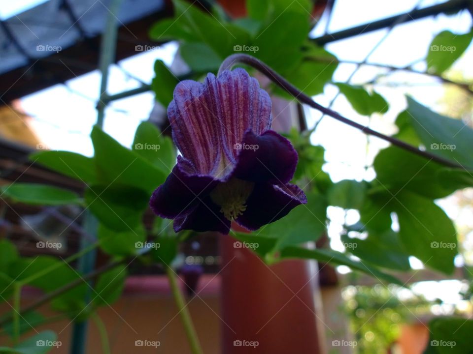 Leather Flower Clematis