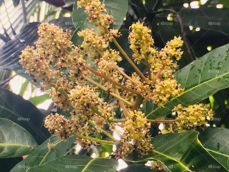 Mango flower 