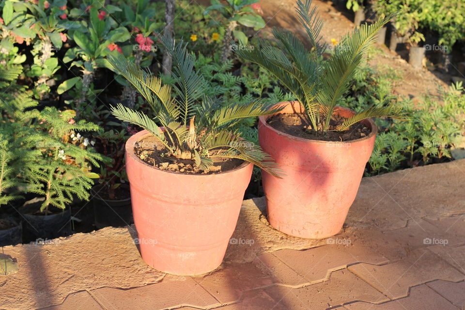 Close-up of a plants