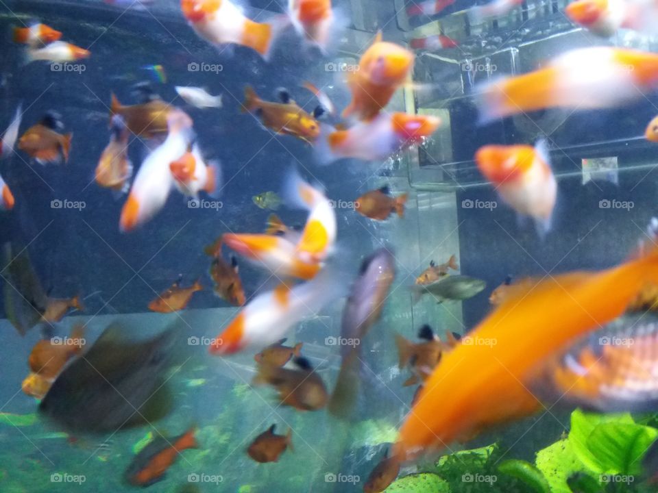 Gold Fish (Blur Shooter on my Cam)