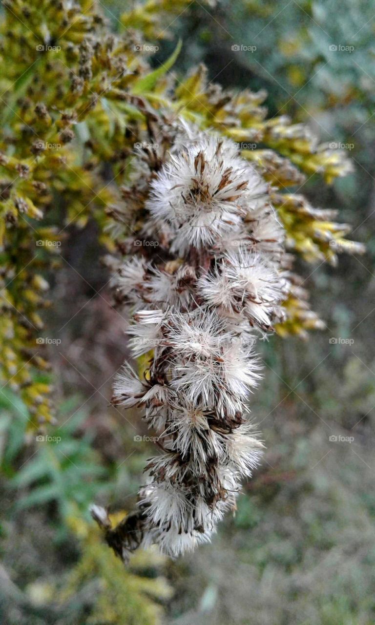 Wildflowers